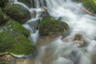 Water in a stream flows across moss-covered rocks. The scene is set in the forest in spring, with
