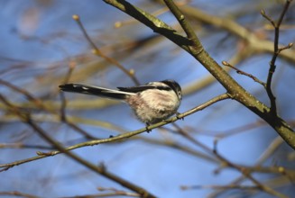 Long-tailed Tit, (Aegithalos caudatus) in winter in a lime tree, Schleswig-Holstein, Germany