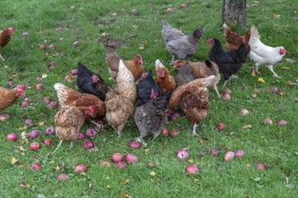 Chickens (Gallus gallus domesticus) in a meadow with fallen apples (Malus), Morschreuth, Upper