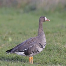 White-fronted goose (Anser albifrons), standing in a meadow in the wintering area, wildlife,