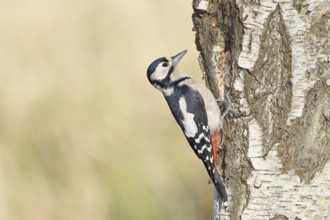 Great spotted woodpecker (Dendrocopus major), female, foraging on the trunk of a common birch
