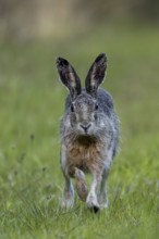 In the evening, the brown hare (Lepus europaeus) leaves its nest in the forest and hops to the