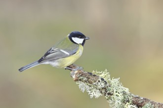 Great Tit (Parus major), sitting on a branch overgrown with moss and lichen, Wildlife, Animals,