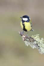 Great Tit (Parus major), sitting on a branch overgrown with moss and lichen, Wildlife, Animals,