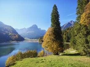 Autumn-coloured sycamore maple (Acer pseudo plantanus), at Obersee, Näfels, Canton Glarus,