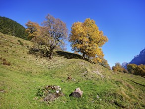 Old sycamore maple (Acer pseudo plantanus), in autumnal discolouration, Canton Glarus, Switzerland