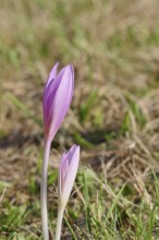 Autumn crocus (Colchicum autumnale), half-opened flowers in a meadow, endangered, protected