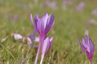 Autumn crocus (Colchicum autumnale), half-opened flowers in a meadow, endangered, protected