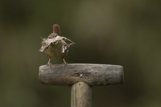 Eurasian wren (Troglodytes troglodytes) adult garden bird on a fork handle with nesting material in