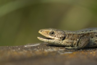 Common lizard (Zootoca vivipara) adult reptile yawning with its mouth open on a wooden sleeper in