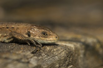 Common lizard (Zootoca vivipara) adult reptile basking on a wooden sleeper in summer, England,
