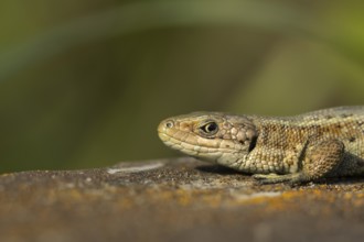 Common lizard (Zootoca vivipara) adult reptile resting on a wooden sleeper in summer, England,