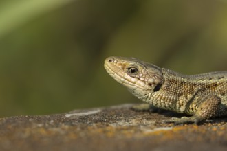 Common lizard (Zootoca vivipara) adult reptile on a wooden sleeper in summer, England, United