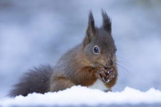 Red squirrel (Sciurus vulgaris) adult animal feeding on a hazel nut in snow in winter, England,