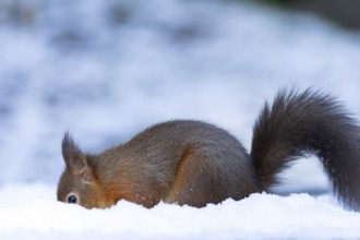 Red squirrel (Sciurus vulgaris) adult animal searching for food in a snow covered woodland in
