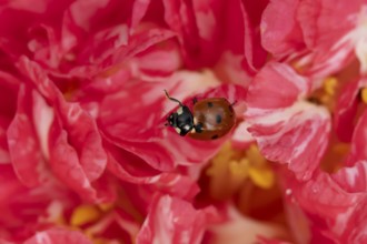 Seven-spot ladybird or ladybug (Coccinella septempunctata) adult beetle on a garden Camellia flower