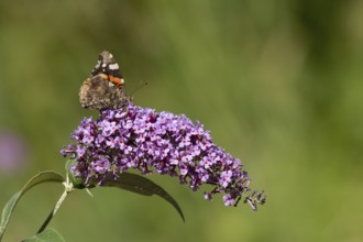 Red admiral butterfly (Vanessa atalanta) adult insect feeding on a garden purple Buddleja or