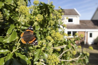 Red admiral butterfly (Vanessa atalanta) adult insect feeding on garden Ivy (Hedera helix) flowers