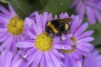 Garden bumblebee (Bombus hortorum) adult bee insect feeding on purple garden Aster plant flowers in