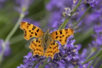 Comma butterfly (Polygonia c-album) adult insect feeding on garden blue Lavender plant flowers in