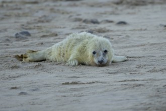 Atlantic grey seal (Halichoerus grypus) juvenile baby pup animal on a beach in winter, England,