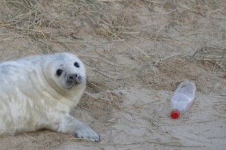 Atlantic grey seal (Halichoerus grypus) juvenile baby pup animal resting on a sand dune on a beach