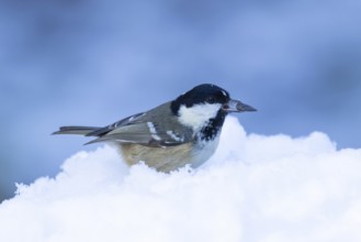 Coal tit (Periparus ater) adult bird in a snow covered garden in winter, England, United Kingdom