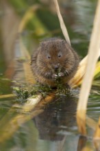 Water vole (Arvicola amphibius) adult animal feeding on pond weed in summer, England, United