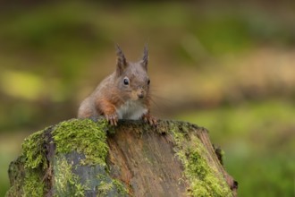 Red squirrel (Sciurus vulgaris) adult animal on moss covered tree stump in a woodland, England,