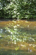 The Rhume Spring with blue-green colouration, source of River Rhume, large karst spring, Harz