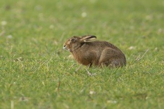 European brown hare (Lepus europaeus) adult animal in a farmland cereal field in springtime,