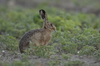 European brown hare (Lepus europaeus) adult animal eating a plant in a farmland field in summer,