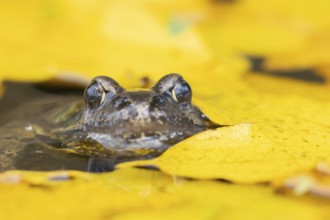 Common frog (Rana temporaria) adult amphibian on the water surface of a pond with fallen autumn
