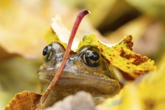 Common frog (Rana temporaria) adult amphibian amongst fallen autumn leaves, England, United Kingdom