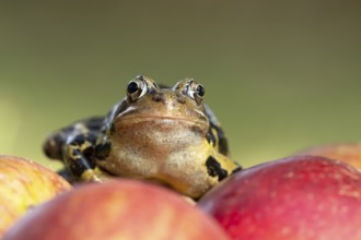 Common frog (Rana temporaria) adult amphibian on a fallen red apple in a garden in summer, England,