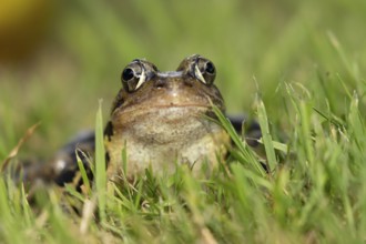 Common frog (Rana temporaria) adult amphibian on a garden grass lawn, England, United Kingdom