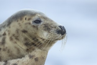 Atlantic grey seal (Halichoerus grypus) adult animal head portrait, England, United Kingdom
