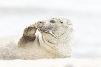 Common or Habor seal (Phoca vitulina) adult animal resting on the sand of a beach, England, United