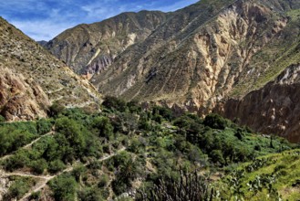 Green vegetation in a rocky mountain gorge under blue sky, the landscape of Colca Canyon in the