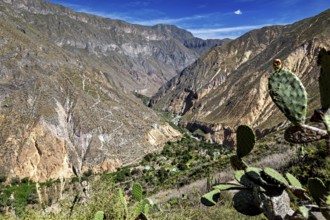 Cacti and green landscape with mountains and gorges in the background under blue sky, The landscape