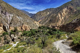 Mountain trail through a green, rocky landscape under clear sky, the landscape of Colca Canyon in