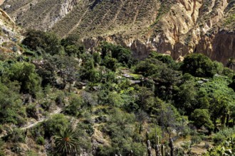Lush vegetation and thick trees in a rocky gorge environment, The landscape of Colca Canyon in the