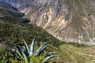 Succulent plant with extensive views of the mountain landscape and valley, The landscape of the