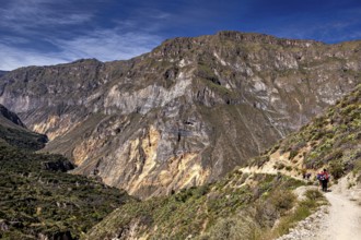 People hiking on a trail along a mountain edge, the landscape of Colca Canyon in the Aden of Peru