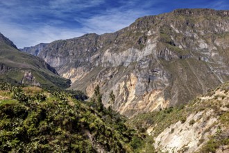 Wide gorge with lush slopes and rock walls under a clear sky, the landscape of Colca Canyon in the