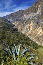 Succulent plant in the foreground with a view of steep cliffs, The landscape of Colca Canyon in the