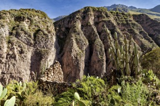 Rocky landscape with cacti and steep cliffs under blue sky, The landscape of Colca Canyon in the