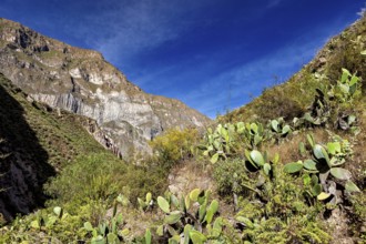 View of mountain range with prickly flora and clear sky, the landscape of the Colca Canyon in the