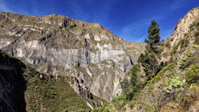 Rugged mountain landscape with a single tree and cacti under a clear sky, The landscape of Colca