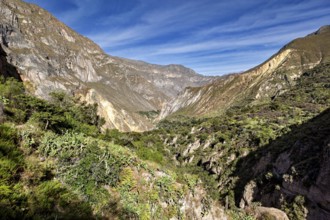 Extensive gorge lined with vegetation and a deep blue sky, the landscape of Colca Canyon in the